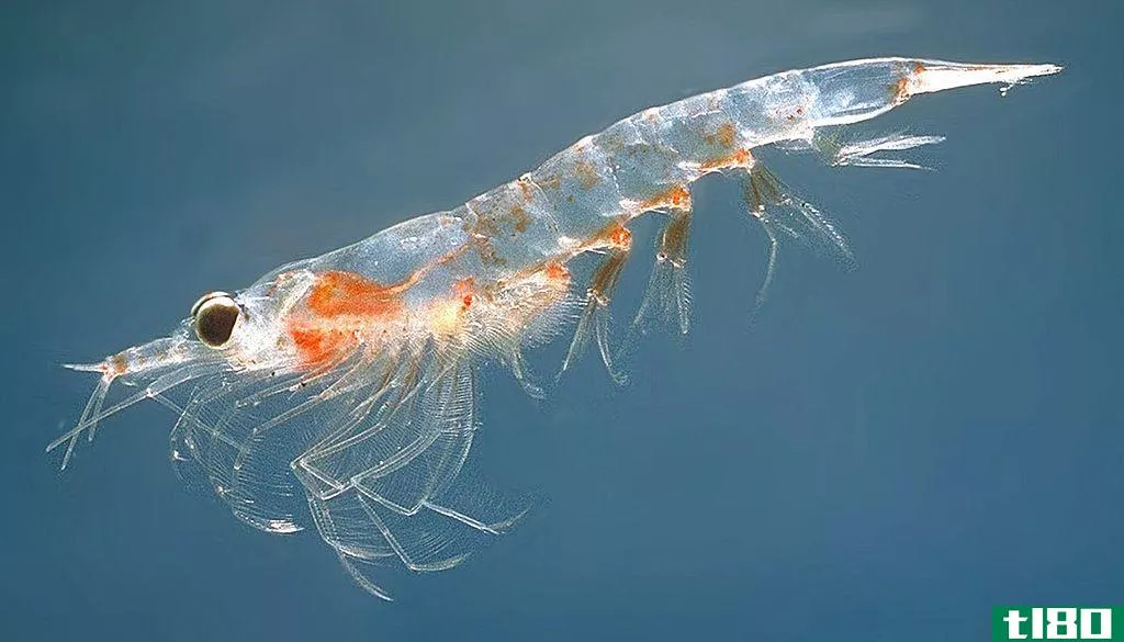 磷虾(krill)和浮游生物(plankton)的区别