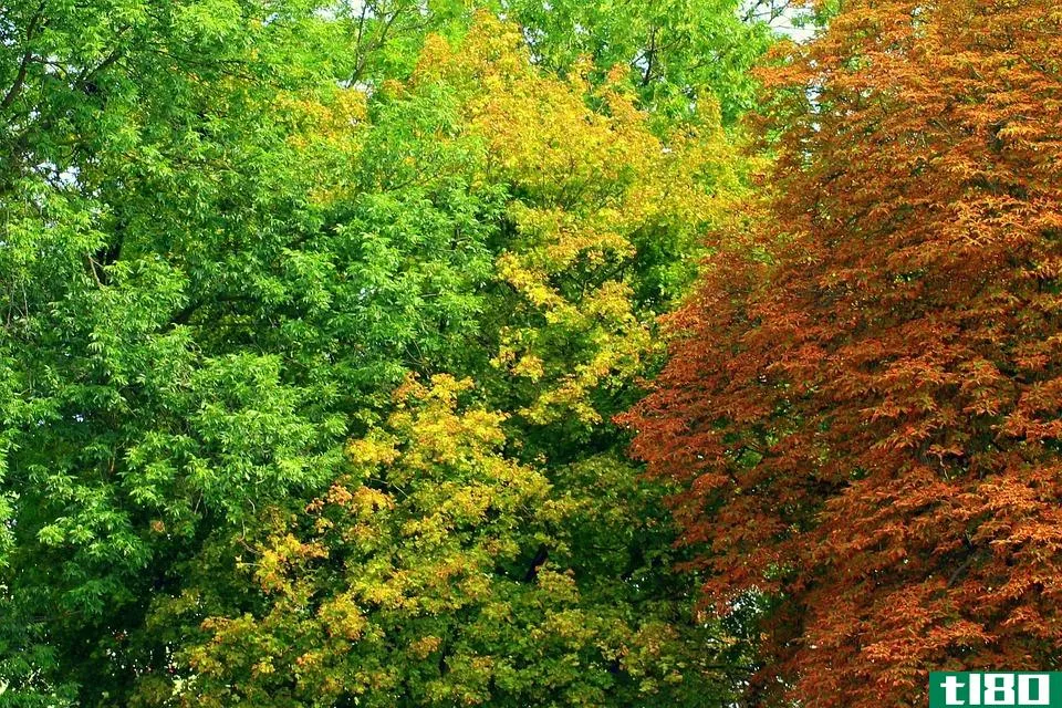 每年落叶的(deciduous)和常绿乔木(evergreen trees)的区别