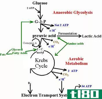 有氧的(aerobic)和无氧代谢(anaerobic metaboli**)的区别