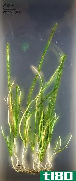 海藻(seaweed)和海草(seagrass)的区别