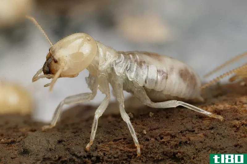 木匠蚁(carpenter ants)和白蚁(termites)的区别
