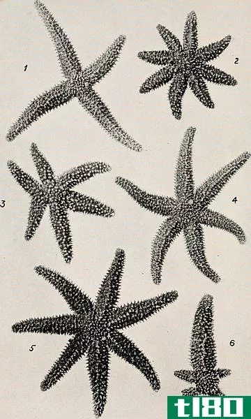 环节动物(phylum annelida)和棘皮动物(echinodermata)的区别