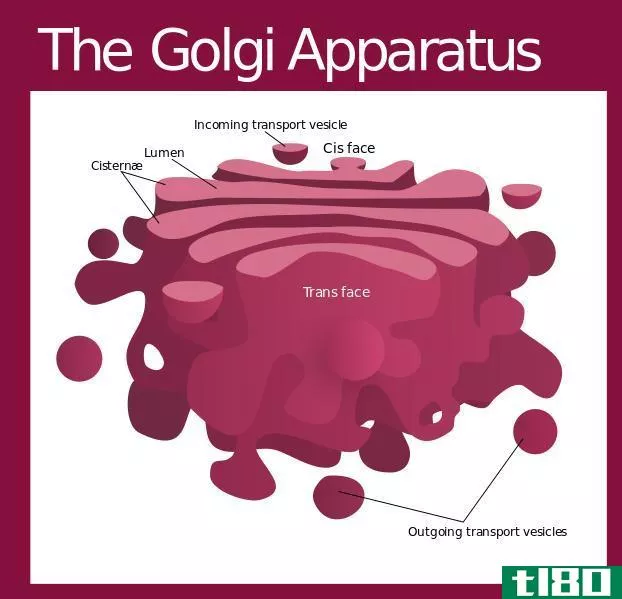 高尔基体(golgi apparatus)和内质网(endopla**ic reticulum)的区别