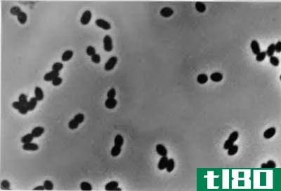 亚硝基单胞菌(nitrosomonas)和硝化细菌(nitrobacter)的区别