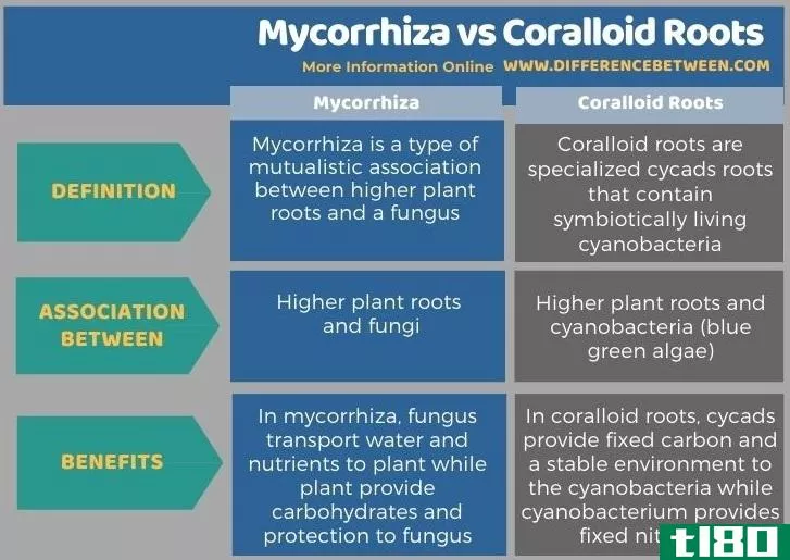 菌根(mycorrhiza)和珊瑚根(coralloid roots)的区别