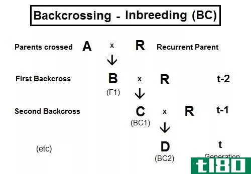 测试交叉(test cross)和回交(backcross)的区别