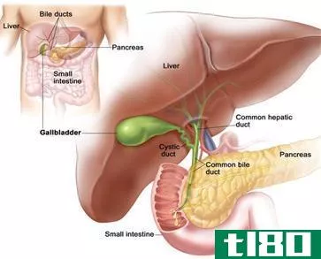 膀胱(bladder)和胆囊(gallbladder)的区别