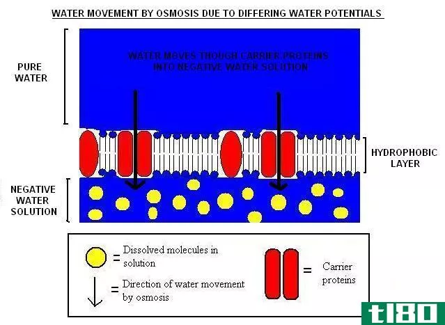 水势(water potential)和渗透势(osmotic potential)的区别