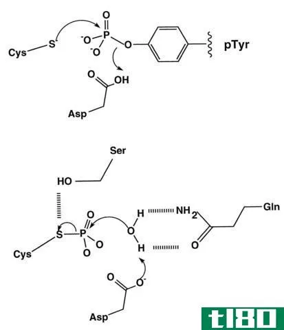 激酶(kinase)和磷酸酶(phosphatase)的区别
