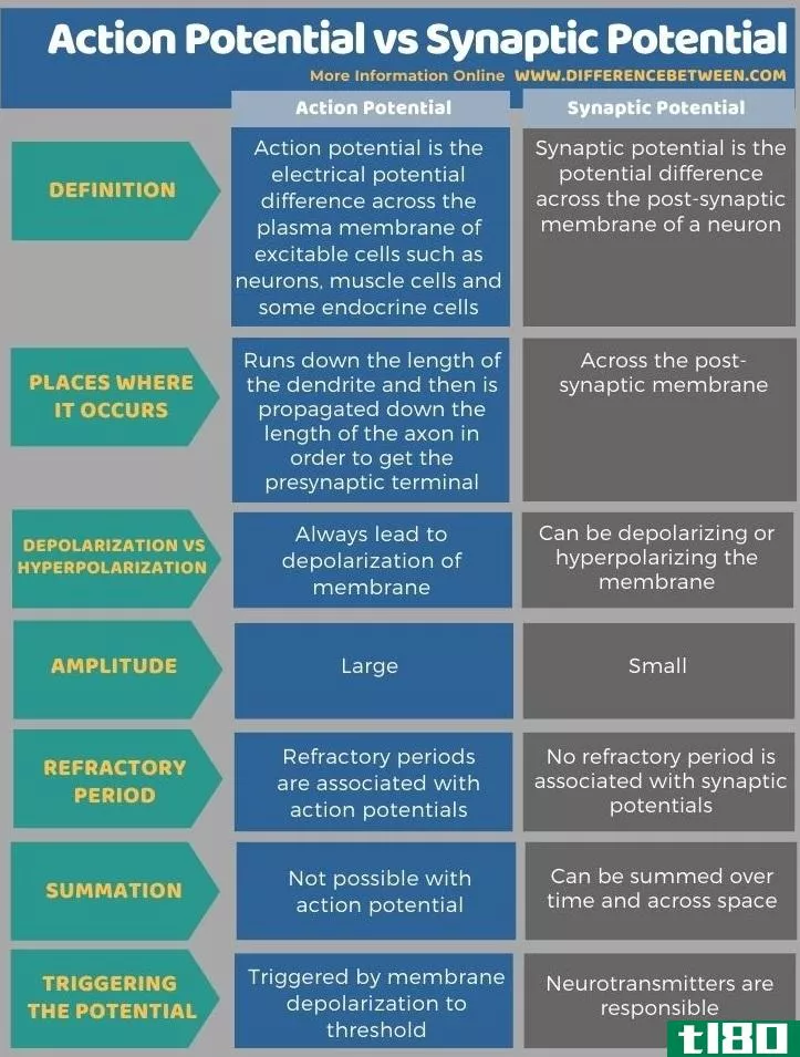 动作电位(action potential)和突触电位(synaptic potential)的区别