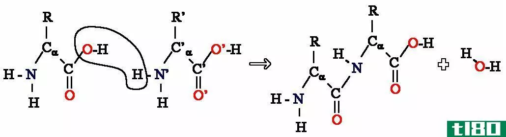 尼龙(nylon)和聚酰胺(polyamide)的区别