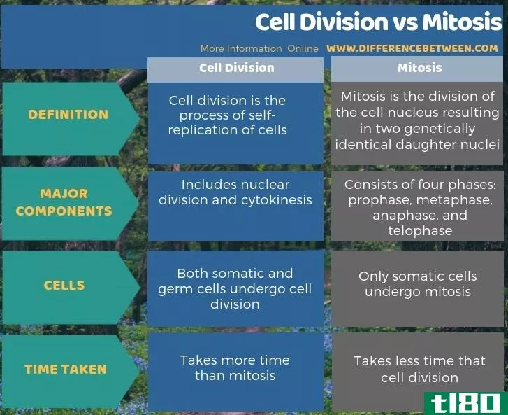 细胞分裂(cell division)和有丝分裂(mitosis)的区别