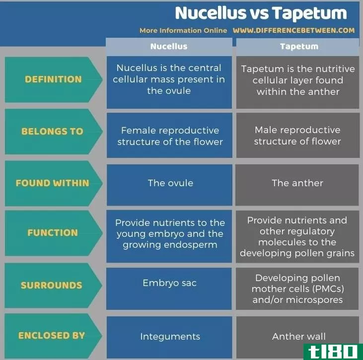 珠心(nucellus)和绒毡层(tapetum)的区别