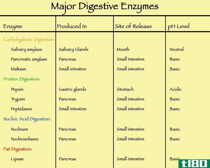 益生菌(probiotics)和消化酶(digestive enzymes)的区别