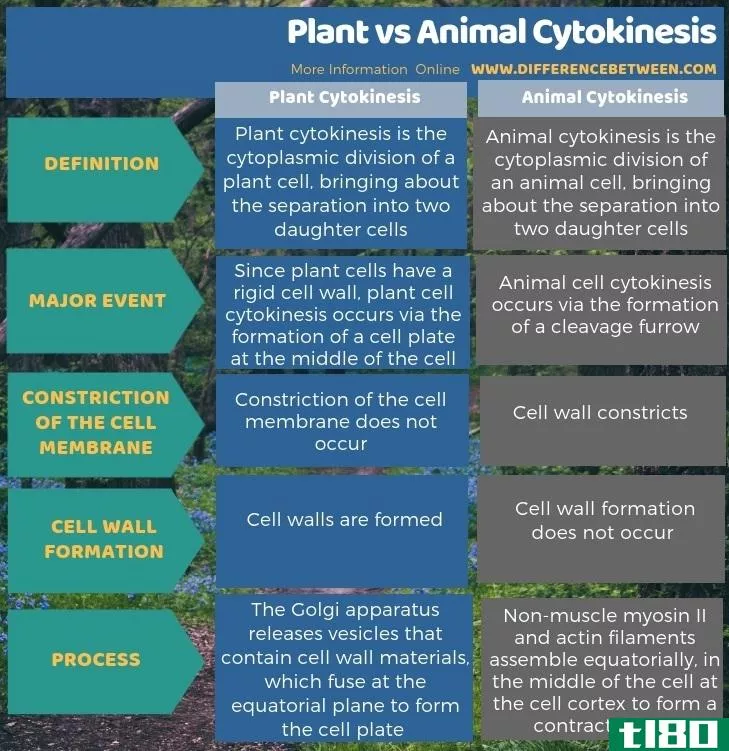 植物(plant)和动物胞质分裂(animal cytokinesis)的区别