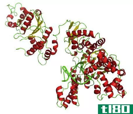 Taq聚合酶(taq polymerase)和dna聚合酶(dna polymerase)的区别