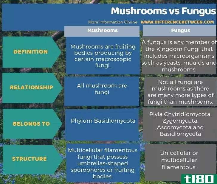 蘑菇(mushrooms)和真菌(fungus)的区别
