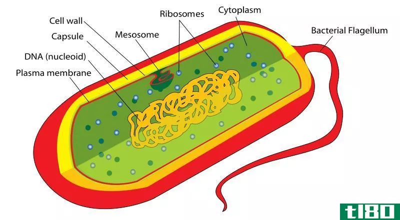 真核细胞(eukaryotic cells)和原核细胞(prokaryotic cells)的区别