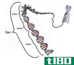 基因(gene)和特质(trait)的区别