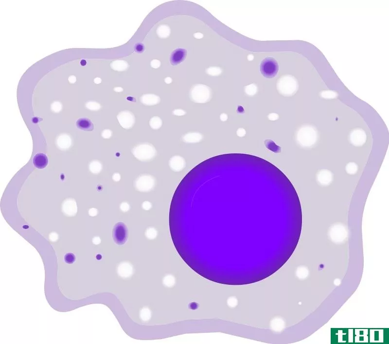 中性白细胞(neutrophils)和巨噬细胞(macrophages)的区别