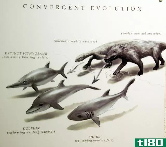 会聚(convergent)和发散演化(divergent evolution)的区别