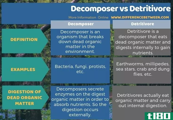 分解者(decomposer)和碎屑岩(detritivore)的区别