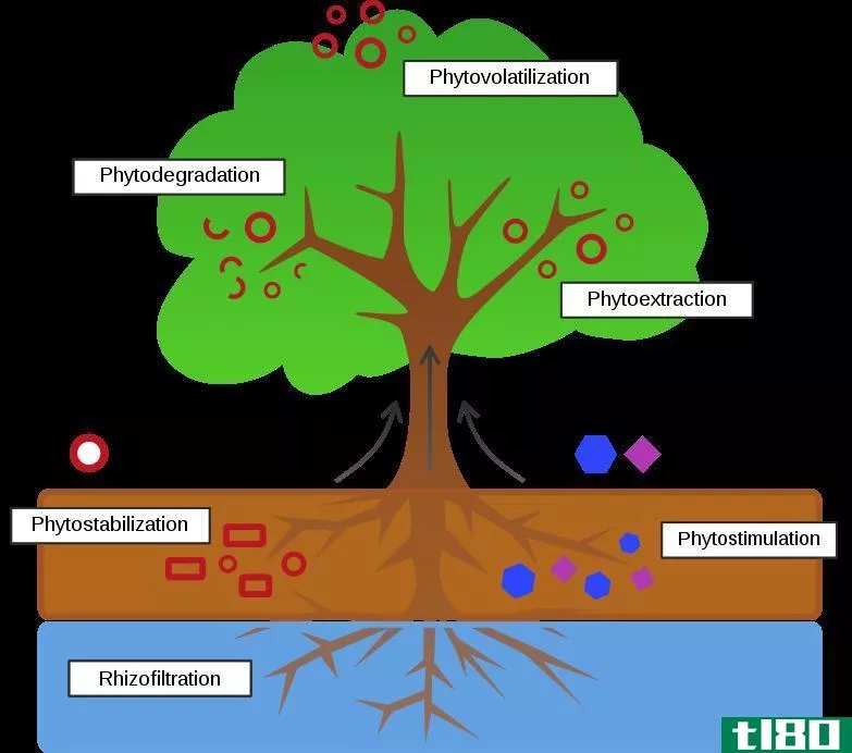 生物降解(biodegradation)和生物修复(bioremediation)的区别
