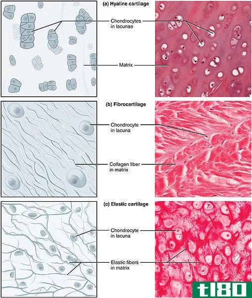 成软骨细胞(chondroblasts)和软骨细胞(chondrocytes)的区别