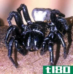 悉尼漏斗网蜘蛛(sydney funnel-web spider)和巴西流浪蜘蛛(brazilian wandering spider)的区别