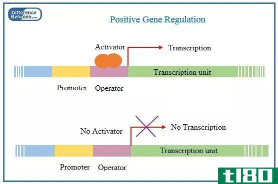 积极的(positive)和负基因调节(negative gene regulation)的区别