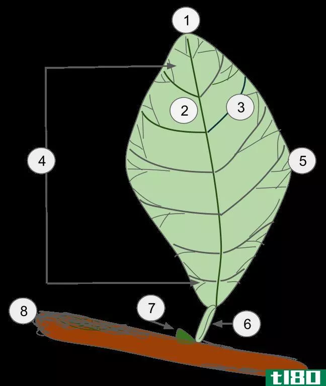 简单的(simple)和复叶(compound leaves)的区别