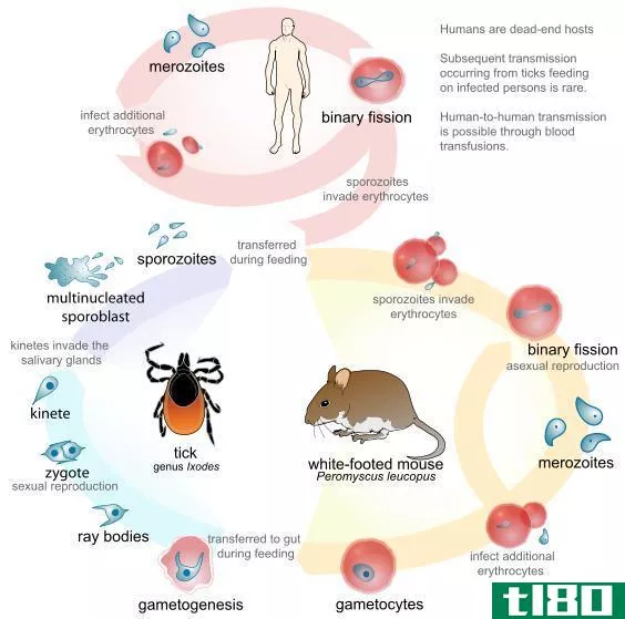 直接生命周期(direct lifecycle)和间接生命周期(indirect lifecycle)的区别