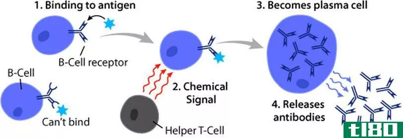 t淋巴细胞(t lymphocytes)和b淋巴细胞(b lymphocytes)的区别