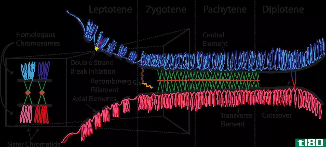 粗线期(pachytene)和双戊烯(diplotene)的区别