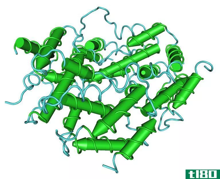 i型(type i)和Ⅱ型干扰素(type ii interferon)的区别