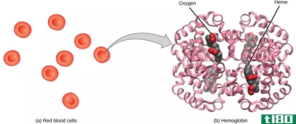 充氧的(oxygenated)和脱氧血红蛋白(deoxygenated hemoglobin)的区别