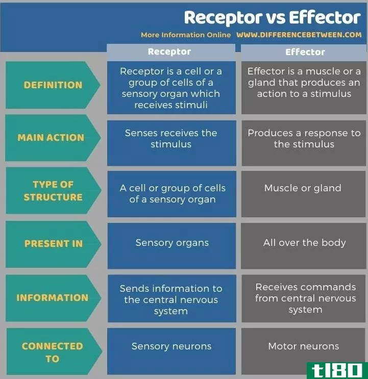 受体(receptor)和效应器(effector)的区别