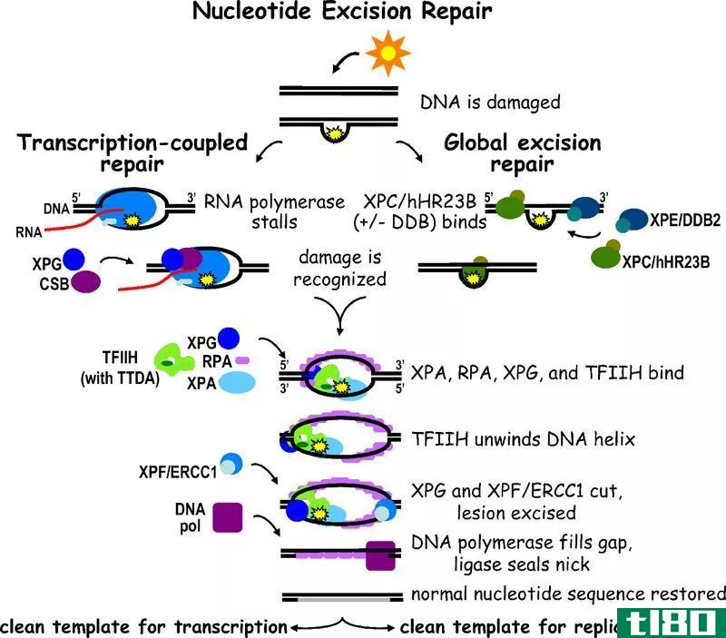 不匹配修复(mi**atch repair)和核苷酸切除修复(nucleotide excision repair)的区别
