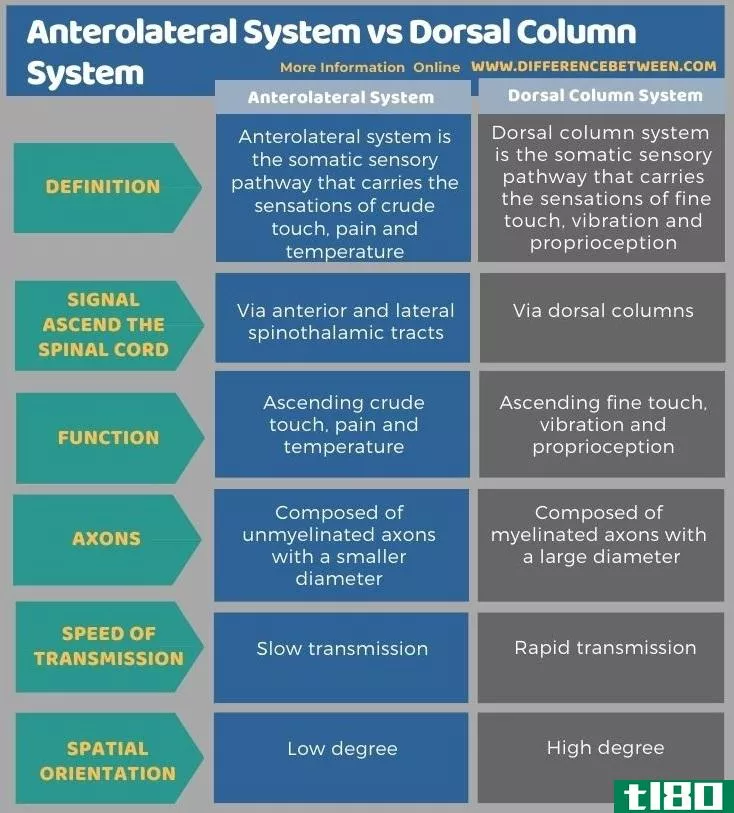 前外侧系统(anterolateral system)和背柱系统(dorsal column system)的区别