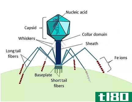 噬菌体(bacteriophage)和tmv公司(tmv)的区别
