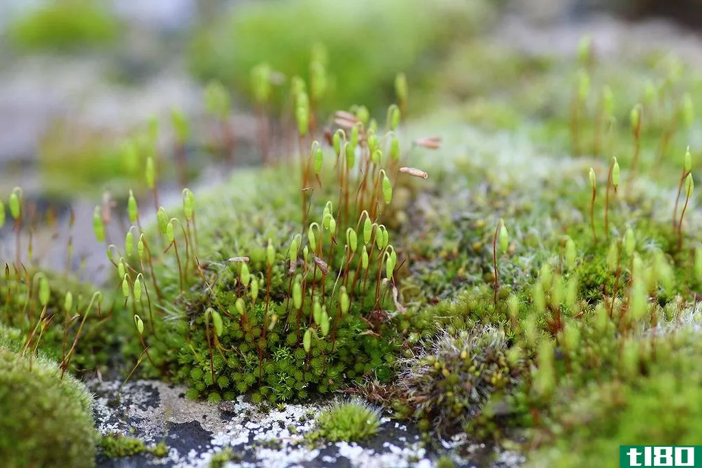苔类(liverworts)和苔藓(mosses)的区别