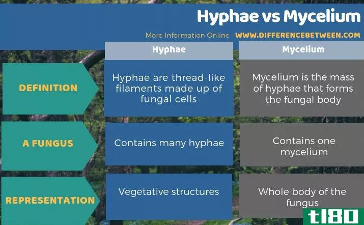 菌丝(hyphae)和菌丝体(mycelium)的区别