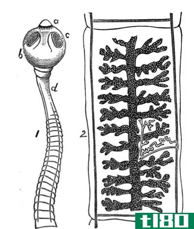 蛇纹石(cnidarian)和扁形动物(platyhelminthes)的区别