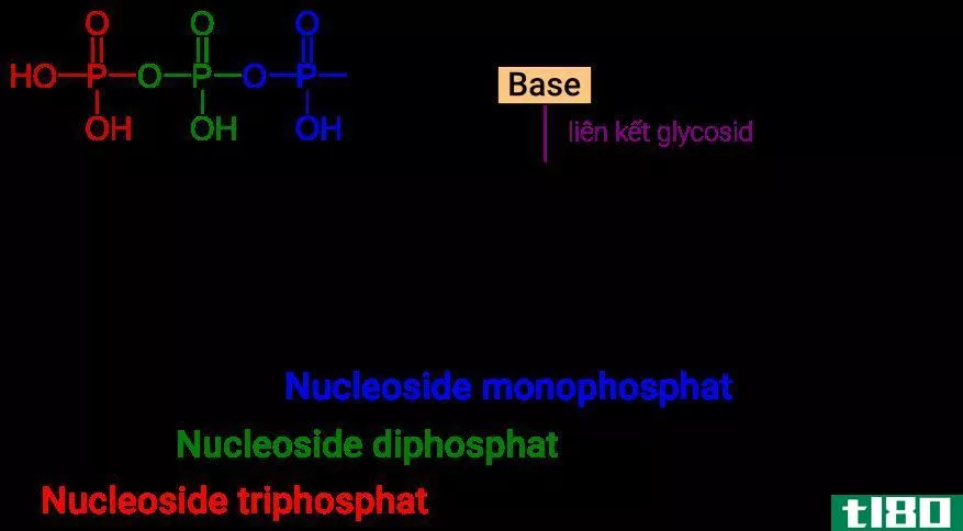 核苷酸(nucleotide)和核苷(nucleoside)的区别