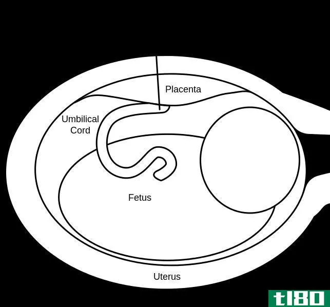 脐带血(cord blood)和脐带组织(cord tissue)的区别