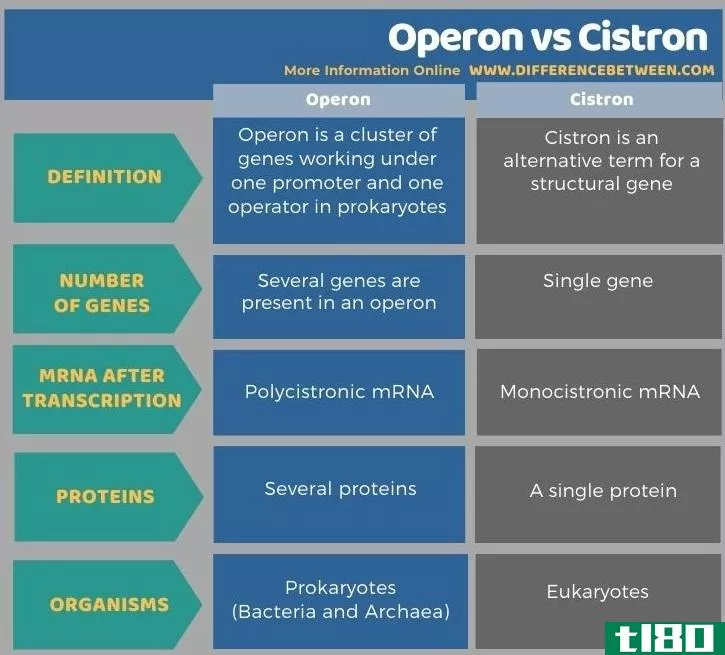 操纵子(operon)和顺反子(cistron)的区别