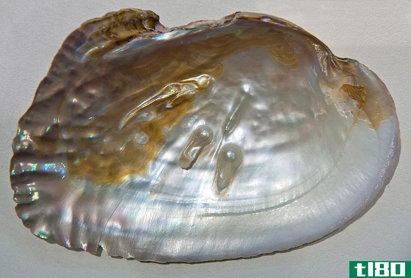 鲍鱼(abalone)和珍珠母(mother of pearl)的区别