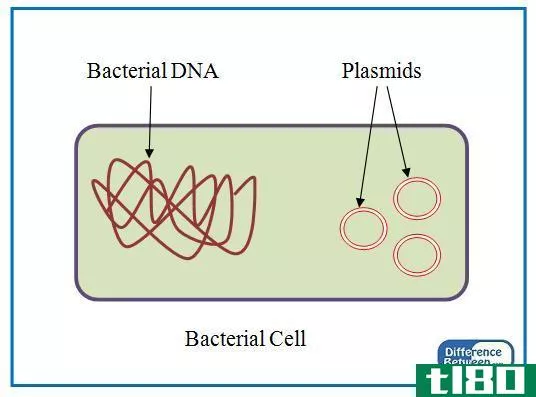 质粒(plasmid)和上位体(episome)的区别