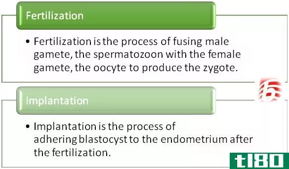 受精(fertilization)和植入(implantation)的区别
