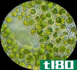小球藻(chlorella)和螺旋藻(spirulina)的区别